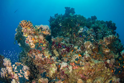 View of fish in sea