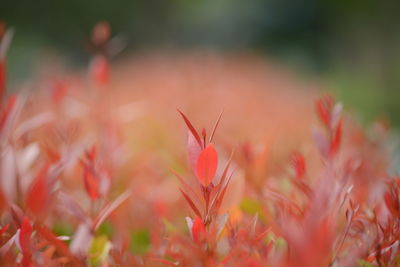 Close-up of red flowering plant