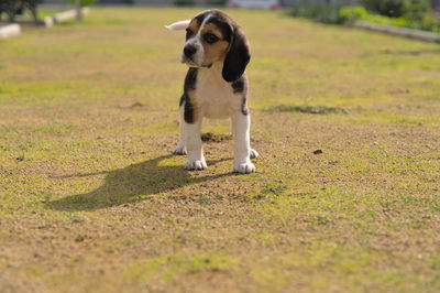pet