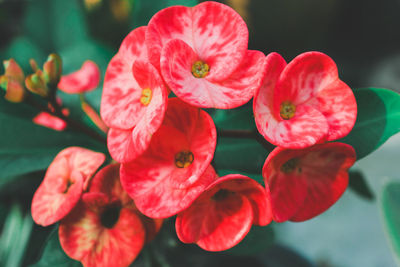 Close-up of red flowering plant