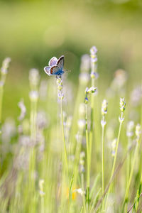 Close-up of insect on flowering plant