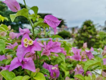 Close-up of pink flowering plants