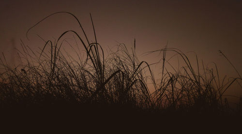 Close-up of silhouette grass against clear sky during sunset