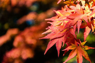 Close-up of maple leaves on plant