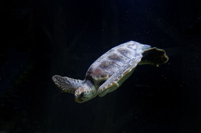 Close-up of turtle swimming in fish tank at aquarium