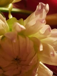 Close-up of pink rose