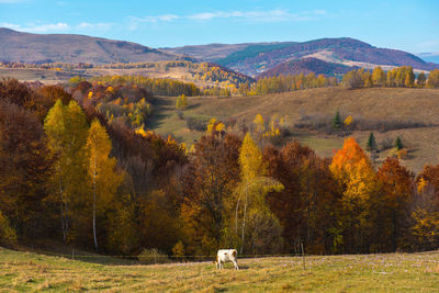 Scenic view of trees on field during autumn