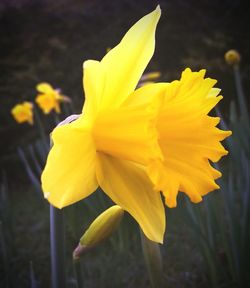 Close-up of yellow flower