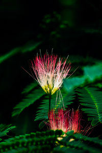 Close-up of flower plant at night