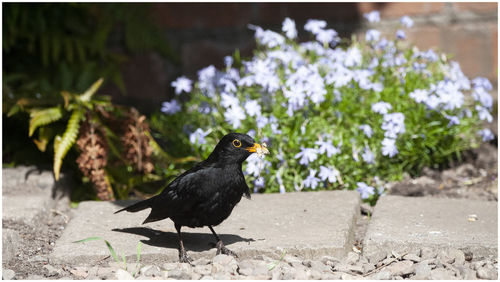 Close-up of bird perching on flower