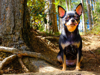 Portrait of a dog