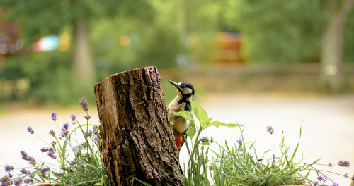 Close-up of tree stump on field