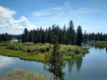 Scenic view of lake in forest against sky