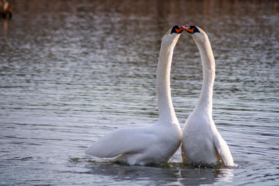 Swan swimming in lake mating 