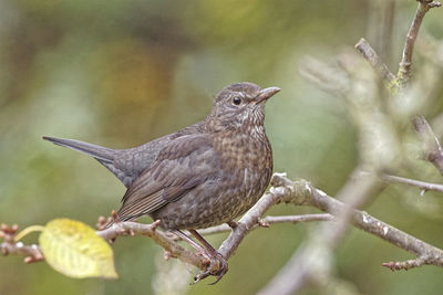 Close-up of bird perching on branch