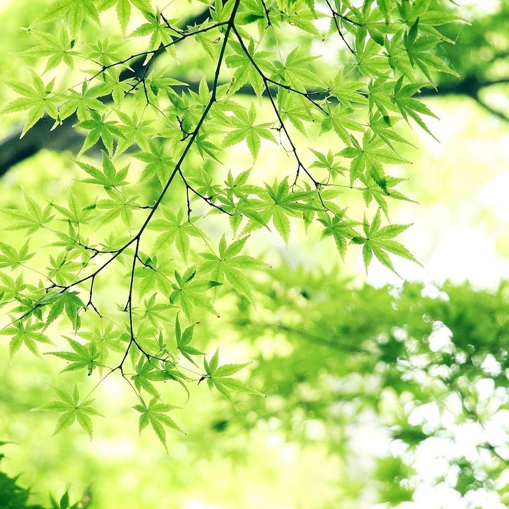 branch, tree, leaf, growth, focus on foreground, nature, low angle view, close-up, selective focus, twig, plant, green color, day, beauty in nature, outdoors, tranquility, no people, sunlight, freshness, sky