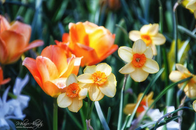 Close-up of orange flowering plants