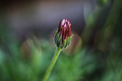 Close-up of red flower bud