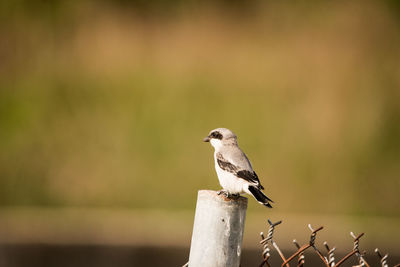 Bird perching on a fence