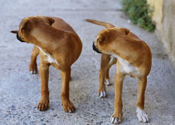 Dogs standing outdoors