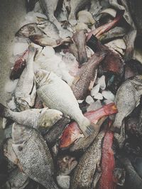 High angle view of fish for sale in market