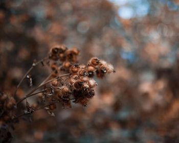 Close-up of dried plant