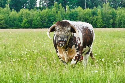 English longhorn bull on a meadow fasching camera