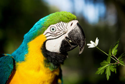 Close-up of gold and blue macaw