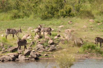 Horses in a river in forest