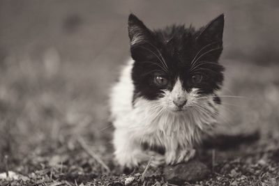 Portrait of cat on field