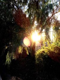 Sun shining through trees