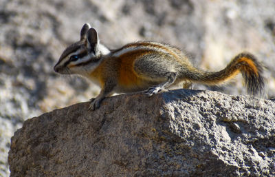 Cute striped chipmunk on rock