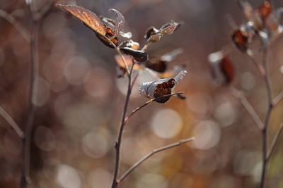 Close-up of insect on plant