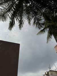 Low angle view of palm trees against sky