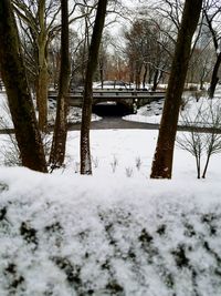 Close-up of trees by snow covered bridge