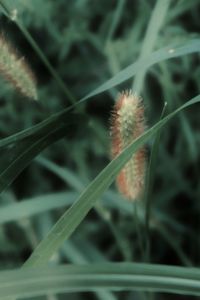 Close-up of dandelion on field