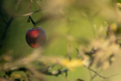 Close-up of berries growing on tree