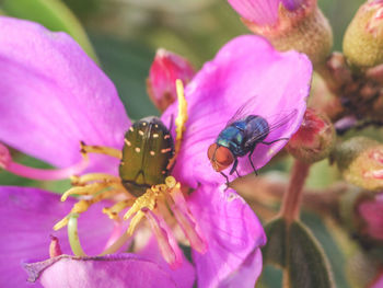 Close-up of bee on purple flower