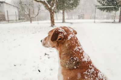 Close-up of dog on snow