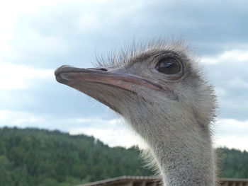 Close-up of a bird against sky