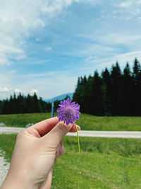 Cropped hand holding purple flowering plant on field