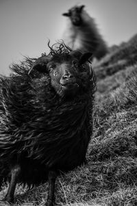 Portrait of horse on field