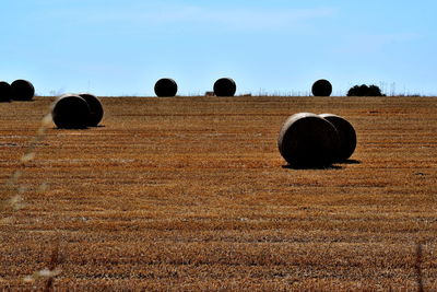 Dried hay bales in cyprus landscapes