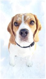 Close-up portrait of dog on snow