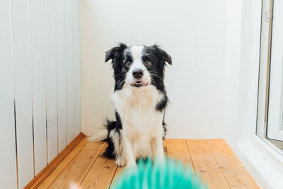 Portrait of dog at home