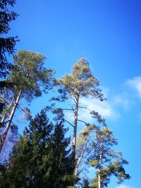 Low angle view of trees against blue sky