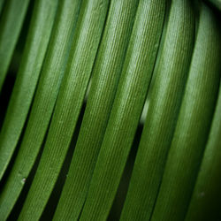 Full frame shot of green leaves