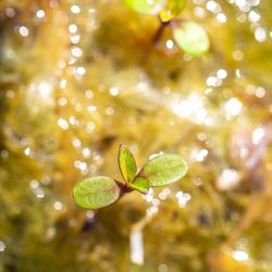 Close-up of wet plant leaves