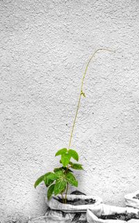 Close-up of plant growing on wall