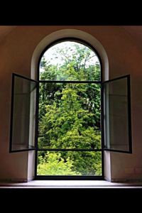 Trees seen through window